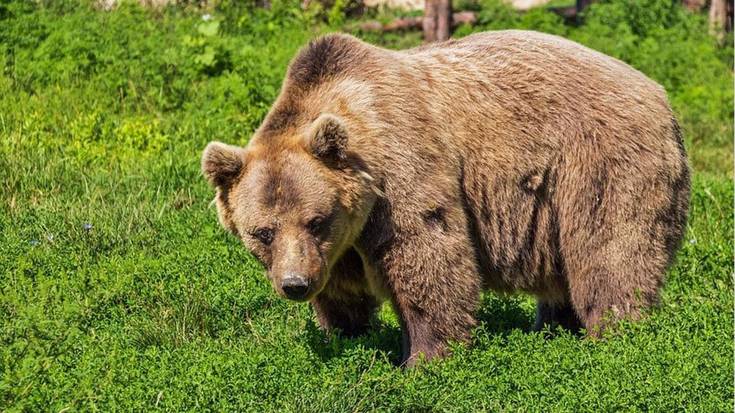 Erronkariko abeltzain talde batek hartzak kanporatzeko eskatu du