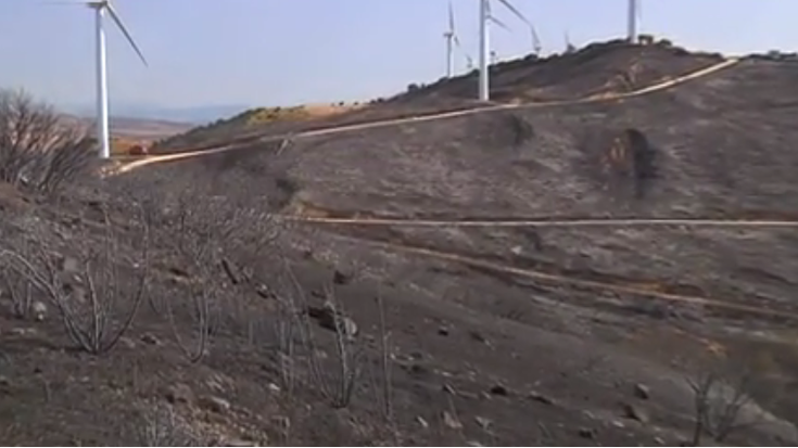 Menderatua dute sutea 